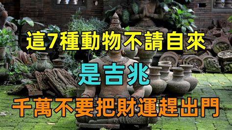 土蜂窩風水|這七種動物不請自來是吉兆，你知道嗎？